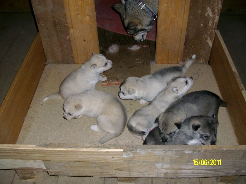 de Septimanie - Siberian Husky - Portée née le 28/05/2011