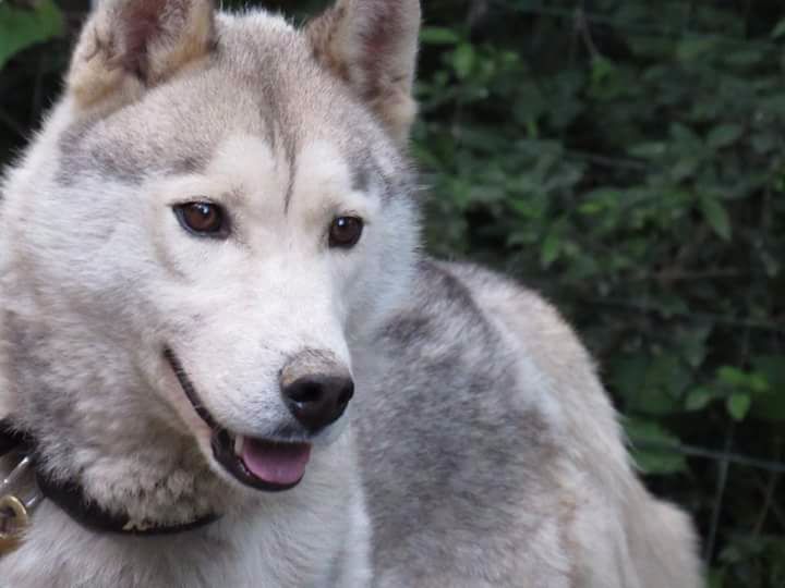 Iditarod de Septimanie