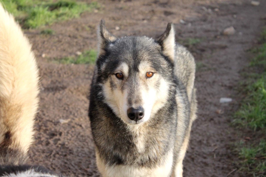 Journey to napapiiri de Septimanie