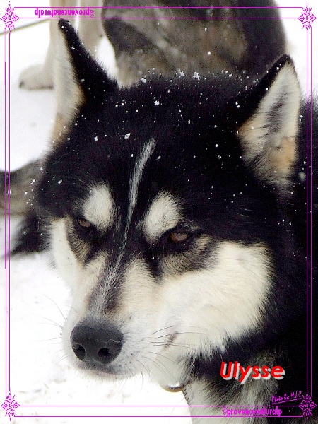 Portraits des chiens