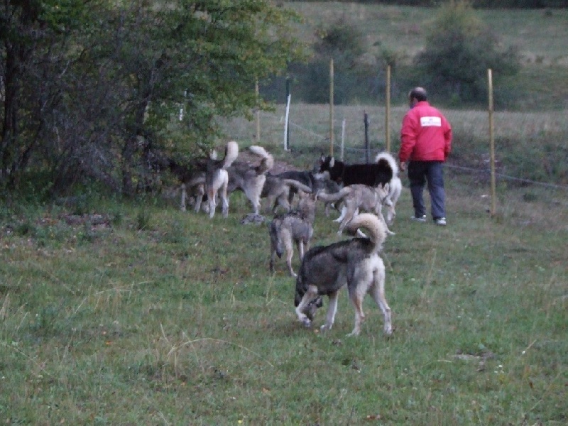 Les chiens dans le parc