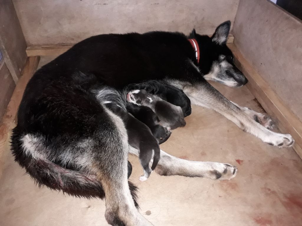 de Septimanie - Siberian Husky - Portée née le 18/08/2020