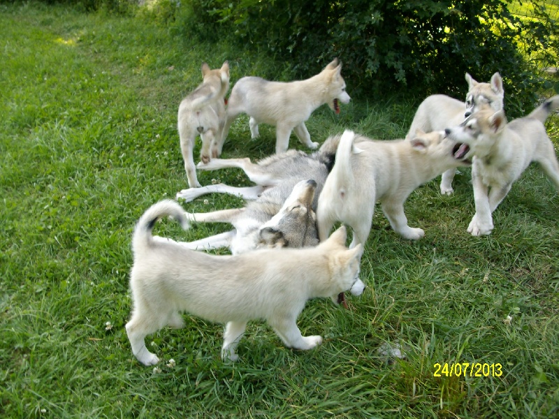 de Septimanie - Siberian Husky - Portée née le 20/05/2013