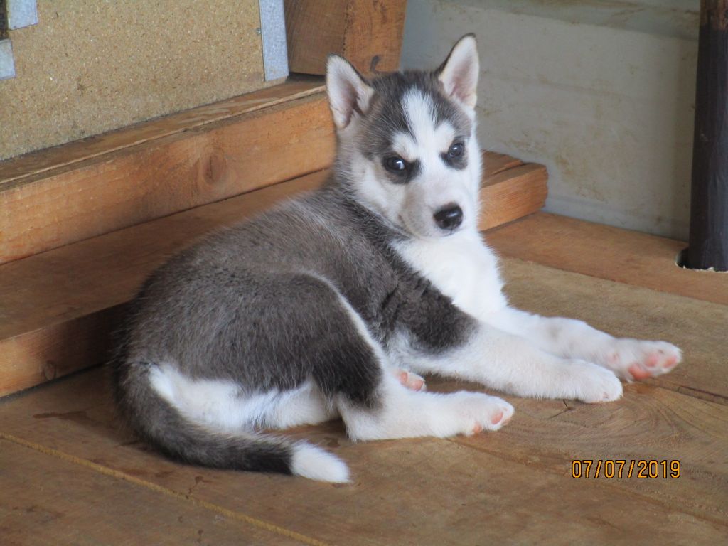 de Septimanie - Siberian Husky - Portée née le 29/05/2019