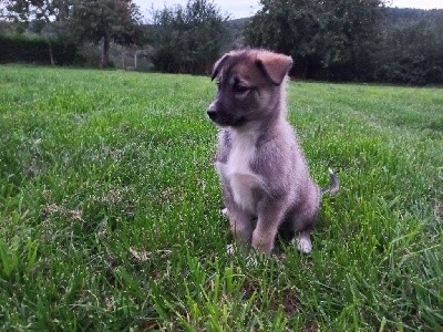 CHIOT