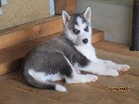 CHIOT