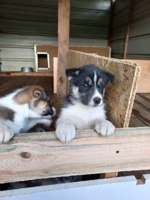 CHIOT