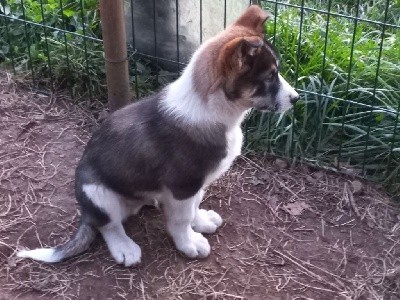 CHIOT
