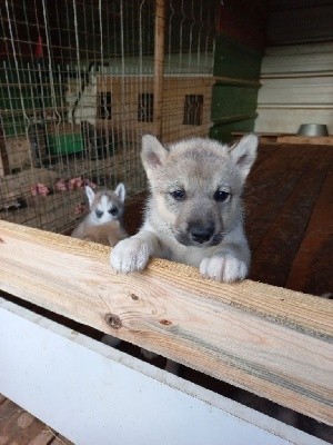 CHIOT