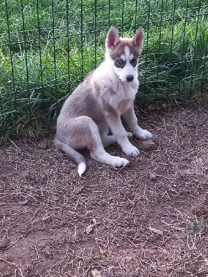 CHIOT