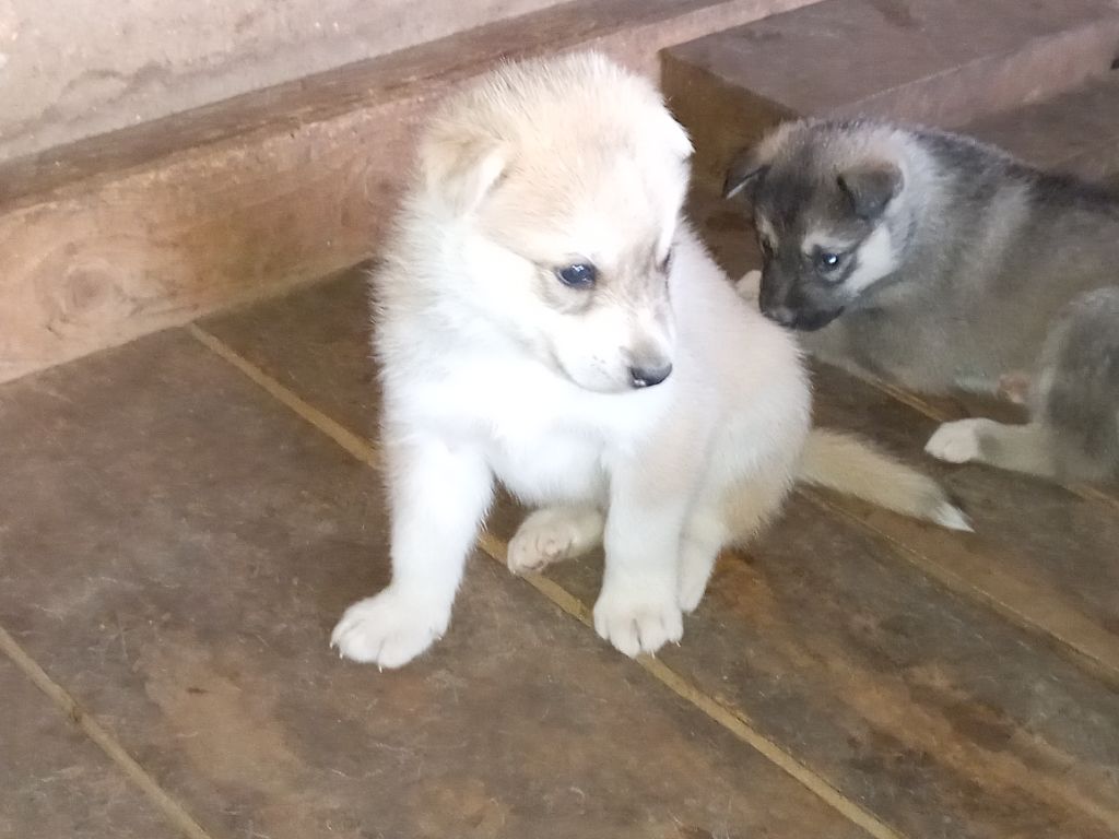 de Septimanie - Siberian Husky - Portée née le 23/08/2021